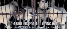 The Dog Meat trade in Korea 270516